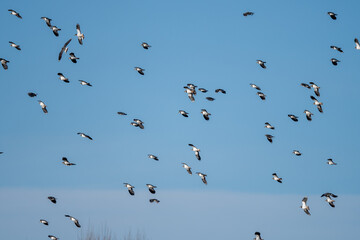 A flock of lapwings (Vanellus vanellus) flying in a clear blue sky