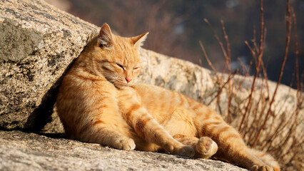 Fototapeta na wymiar A wild yellow cat playing on a rock