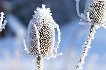 winter white frost background, plant branches in frost.copy space