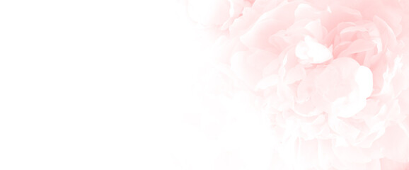 Obraz premium Blossoming delicate peony background, pastel color, floral background with copy space. Banner.
