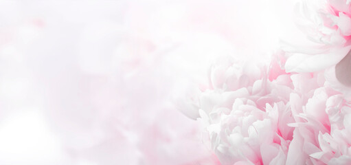 Fototapeta premium Blossoming delicate peony background, pastel and soft floral background with copy space. Banner.