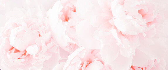 Beautiful pink delicate flower peony background. Banner.