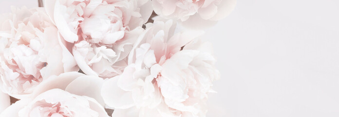Beautiful delicate pastel floral peony background. Banner.