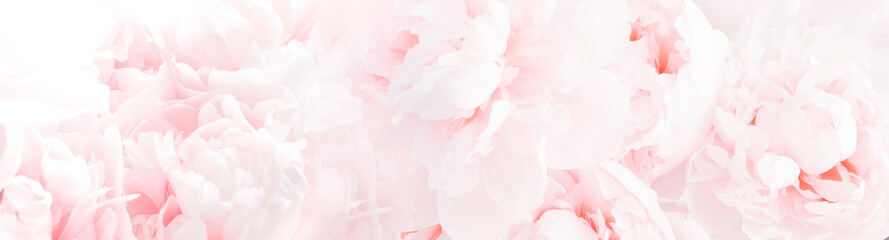 Blossoming delicate peony background,  festive background, pastel and soft floral background.