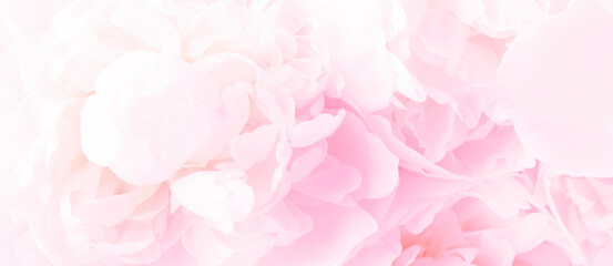 Fluffy white peony background. Delicate floral background. Banner.