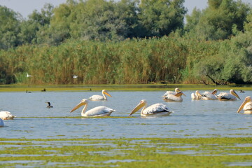 a group of pelicans in the Danube Delta, Romania