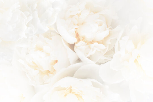 Beautiful White Floral Background, Soft Focus.
