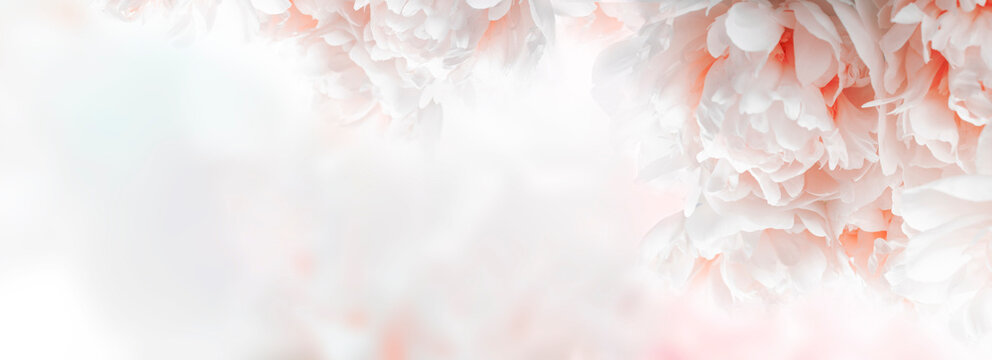 Beautiful pastel pink spring floral peony background with copy space. Banner.