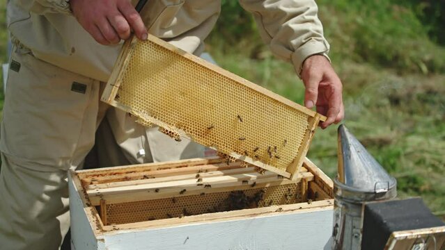 Beekeeper pulls the wax frame out of hive and uses brush to clean it from bees. Check-up of honey harvest a t the apiary.