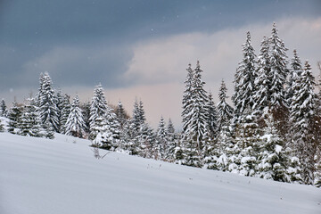 Fototapeta na wymiar Moody landscape with pine trees covered with fresh fallen snow in winter mountain forest in cold gloomy evening