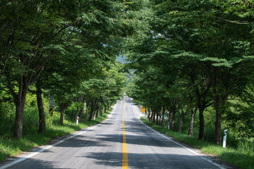 Obraz premium 길 산책 자연 숲 쉼