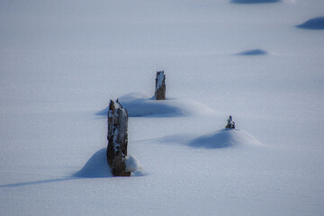 Dead tree trunk covered with snow in the wild Canadian forest