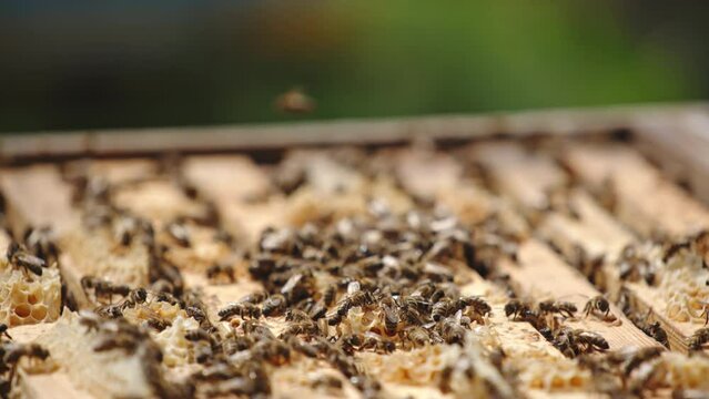Opened beehive with frames put in rows. Numerous bees crawling over the frames and flying over. Blurred backdrop. Close up.