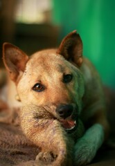 portrait of a dog, dog biting cloth, cute dog