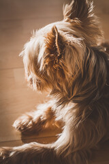 Yorkshire Terrier