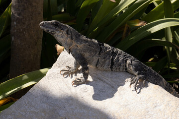Iguana sunbathing in summer on a white rock in the Mayan city of Tulum, a famous place to enjoy a vacation as it is a paradisiacal, exotic place with turquoise beaches.