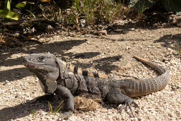 Background of iguana sunbathing in summer in the Mayan city of Tulum, a famous city for vacations and these exotic reptiles are symbol of Mexico along with the turquoise water and other animals.