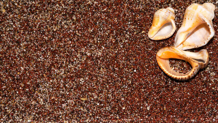 Background of sand and shells