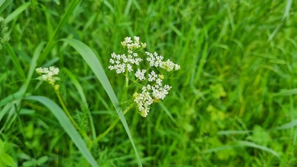 Wild Romanian flowers
