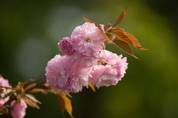 식물 풀 풍경 잎사귀 꽃