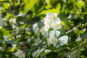 White blooming of jasmine tree with green leaves is in a park in spring
