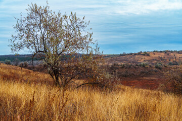 beautiful wild landscape, late autumn, trees with colorful leaves, cloudy weather