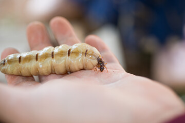 개미 여왕개미 동물 자연