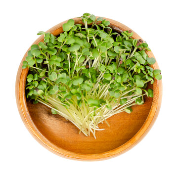 Black mustard microgreen, in a wooden bowl. Young leaves, shoots and cotyledons of Brassica nigra, an edible herb, used as wholesome salad garnish, also cultivated for its black seeds, used as spice.