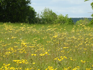 Densely growing yellow flowers in a rural clearing