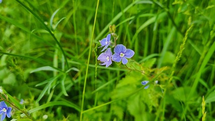Romanian Wild flowers