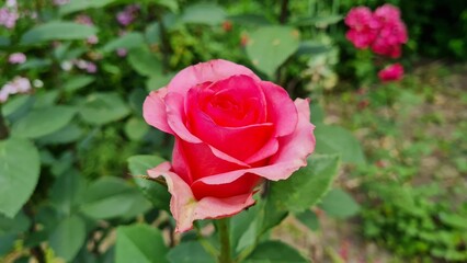 Pink Rose