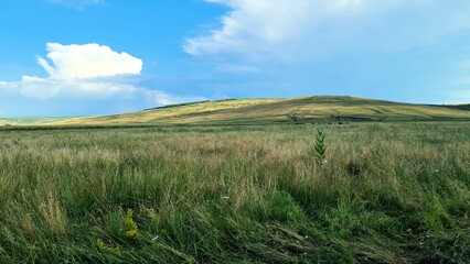 Obraz premium grass and sky