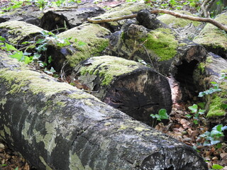 Cut old black trunks with moss