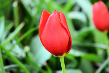 A proud red tulip standing in Tulip garden