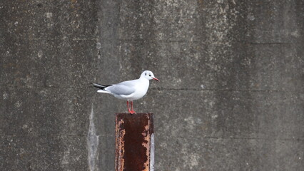 ちょっと一休みのユリカモメの写真