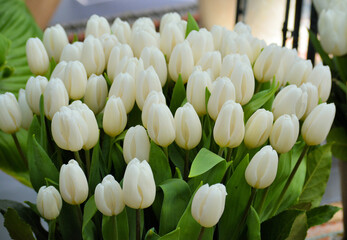 A Bunch of white Tulip flowers