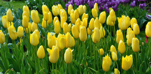 Obraz premium Yellow Tulip flower garden