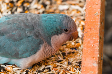 Monk blue parrot eats a pumpkin.