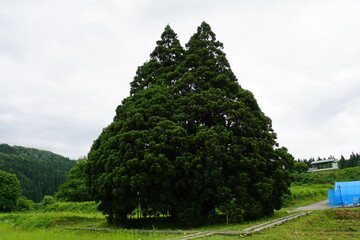 Fototapeta na wymiar トトロの木