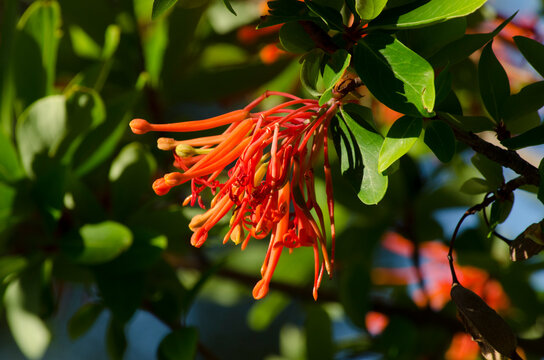 Notro flower, flower of Argentine Patagonia also called ciruelillo or phosphorillo