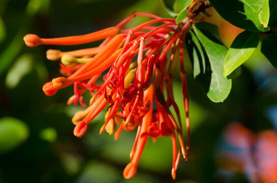 Notro flower, flower of Argentine Patagonia also called ciruelillo or phosphorillo