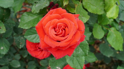 The temptation of beautiful roses