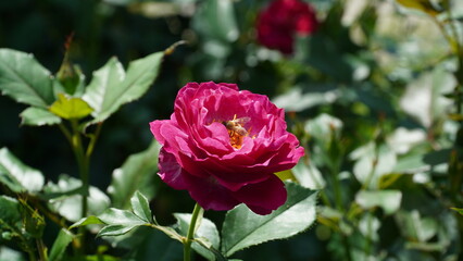 The temptation of beautiful roses