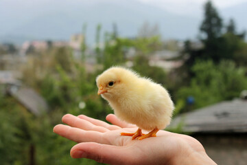 baby chicken on hand