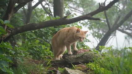 Yellow cat captain hungry in the fog