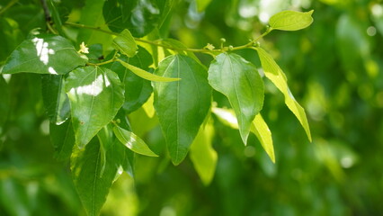 Fresh green leaf jujube tree.