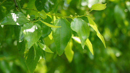 Fototapeta na wymiar Fresh green leaf jujube tree.