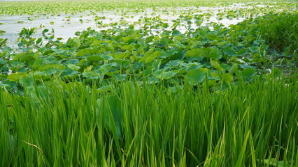 The fresh water plants in Dumulmeori Park