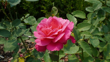 Pink rose