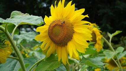 Sunflower flowers that are greedy for seeds
